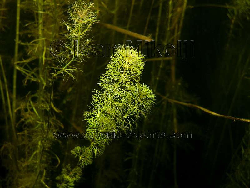 aquarium plants habitats